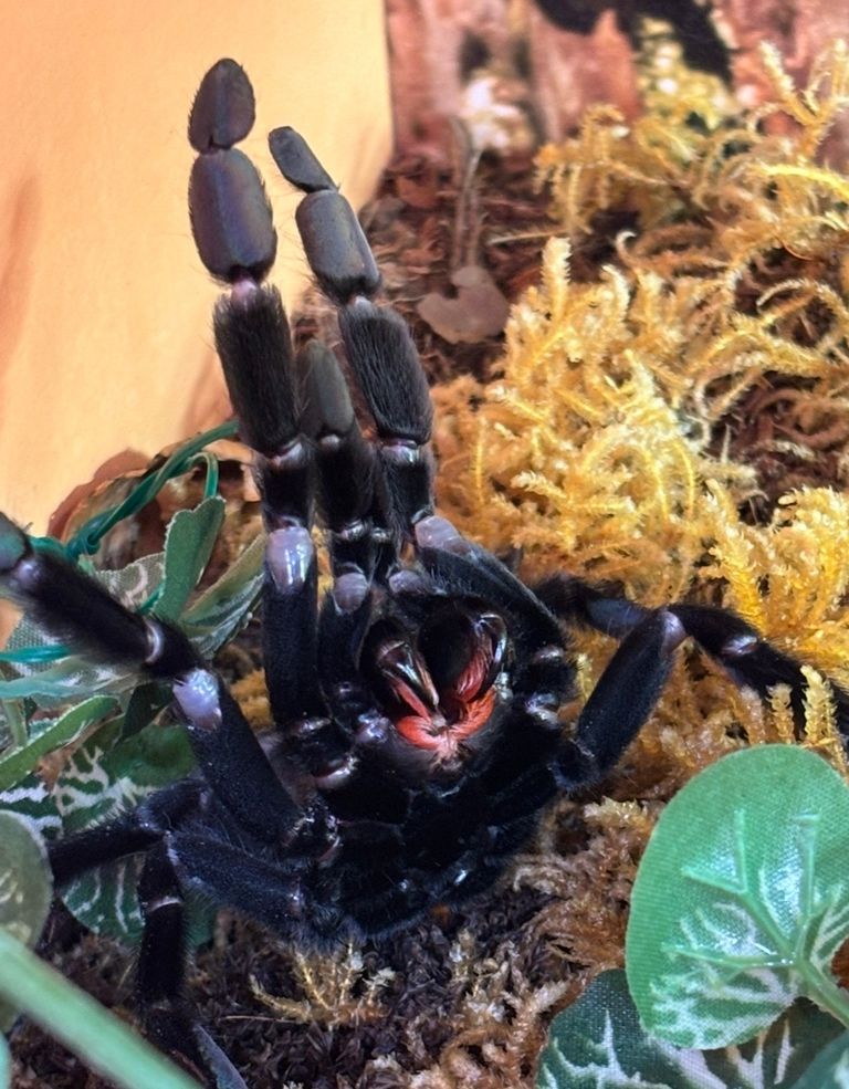 Große Vogelspinne in Drohhaltung - The Living Museum Spinnenausstellung villach Kärnten